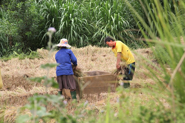 Mưa thuận gió hòa, sự nỗ lực, cần mẫn với tấc đất vùng cao của dân làng đã được đền bù bằng mùa vàng bội thu.