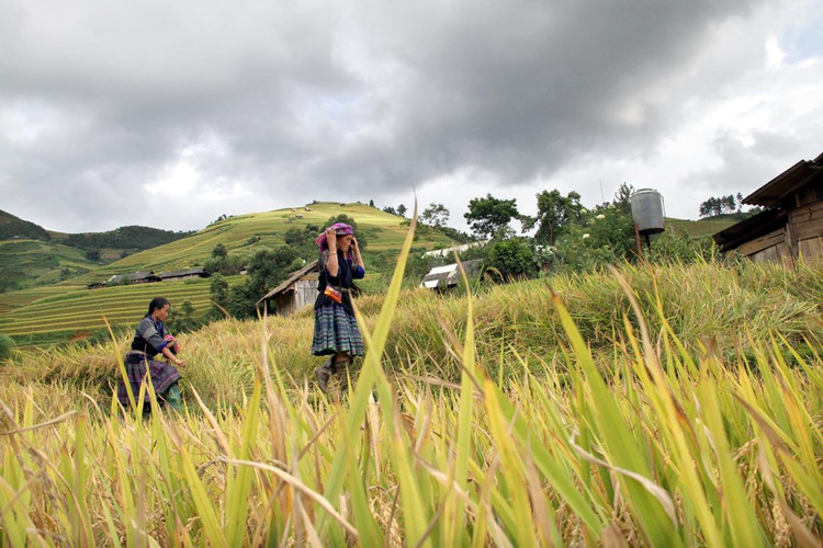 Ở độ cao hơn 2000 mét so với mực nước biển, Mù Cang Chải mùa này thời tiết đôi khi cũng có lúc nắng, lúc mưa.