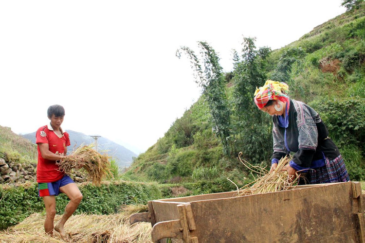 Do địa hình trắc trở, người dân đập lúa ngay tại bờ ruộng bậc thang với một chiếc thùng gỗ được gọi là &quot;pản thống&quot;