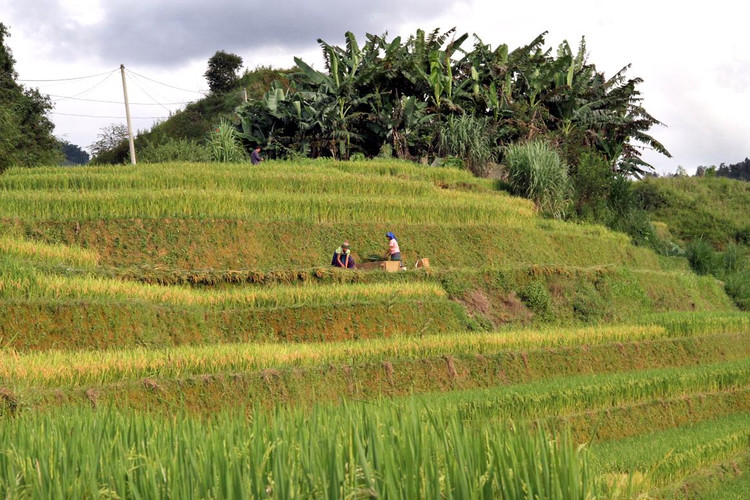 Để mang được lúa về nhà cũng là một công đoạn khá vất vả đối với người dân nơi đây.