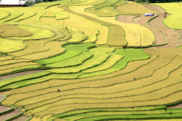 Đến mùa vàng, núi rừng bừng lên rực rỡ một màu ấm no.