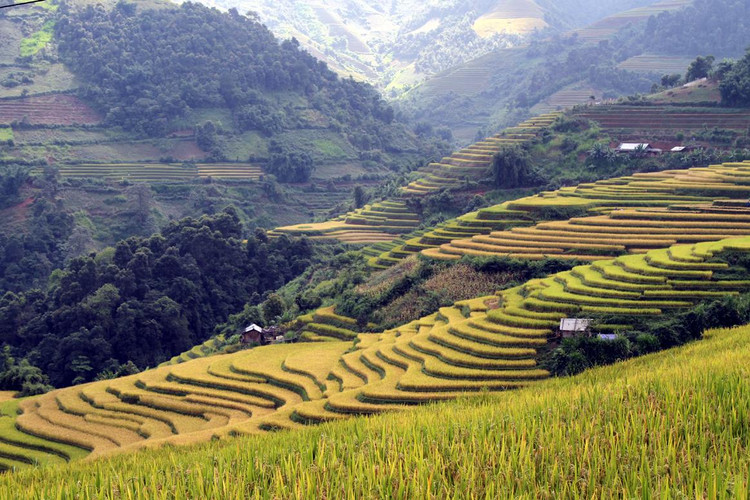 Với mùa gặt Mù Cang Chải, biết bao người khoác ba lô lên đường để cảm nhận bản tình ca Tây Bắc, để cảm nhận sự mộc mạc nhưng thân thương, để giữ trong lòng bao lưu luyến, nhớ thương lúc ra về, để hẹn gặp lại mùa vàng những lần sau.