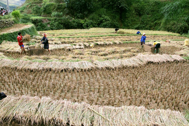 Vào mùa gặt, khi lúa chín rộ, nhiều gia đình có khi gặt đổi công cho nhau.