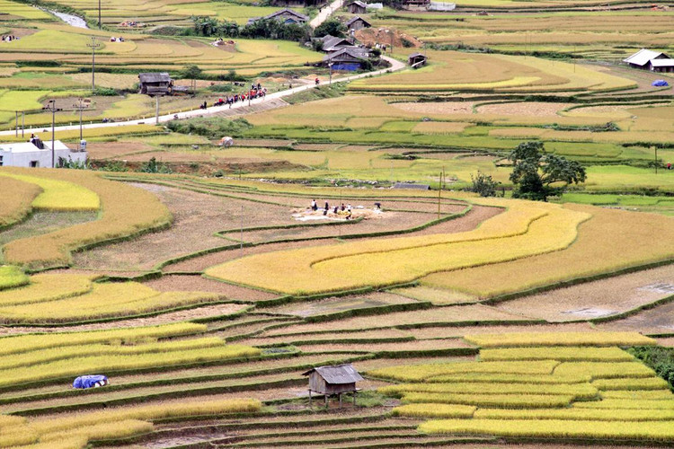 Bắt đầu từ tuần cuối tháng 9 đến giữa tháng 10, Mù Cang Chải vào vụ gặt.