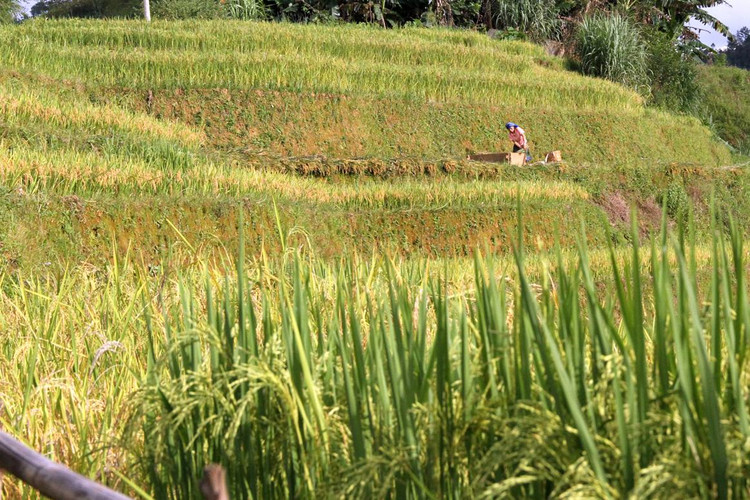 Do phải phụ thuộc vào nguồn nước mưa cho nên Mù Cang Chải chỉ có một mùa lúa chín.