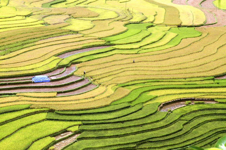 Mùa vàng đã bung nở.