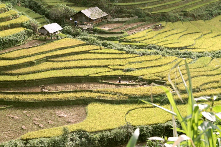 Xen giữa màu vàng lúa chín là màu váy áo thổ cẩm như những đốm hoa rực rỡ ngày mùa.