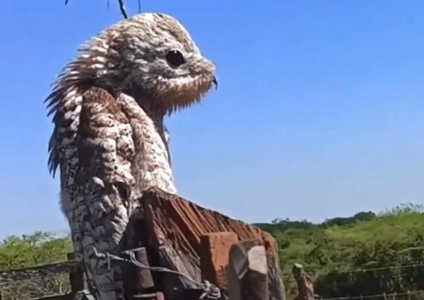 Chim hồn ma potoo lớn, loài chim mang trong mình linh hồn của rừng sâu.