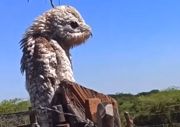 Chim hồn ma potoo lớn, loài chim mang trong mình linh hồn của rừng sâu.