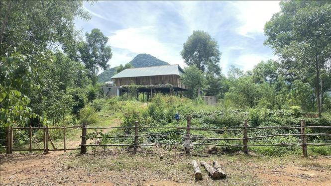 Nếu đủ điều kiện, hộ gia đình có thể chuyển mục đích sử dụng đất rừng sản xuất sang đất ở