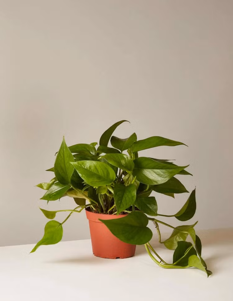 Cây trầu bà - Nguồn: Gearpatrol.