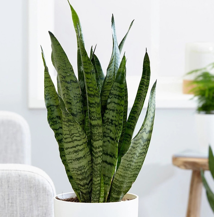 Cây lưỡi hổ. Ảnh: Crocus. Cây lưỡi hổ. Ảnh: Crocus.