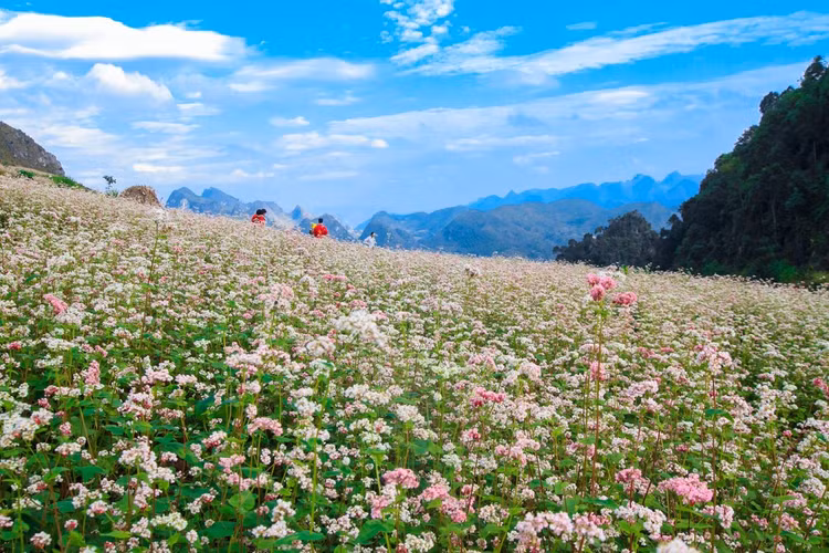 Mùa hoa tam giác mạch ở Hà Giang với sắc hồng tím lãng mạn. Nguồn ảnh: Khánh Huy.