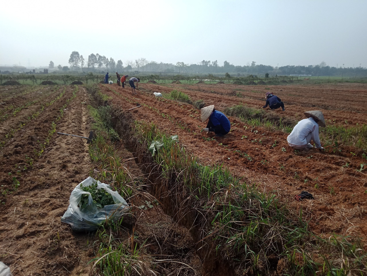 Biến đất hoang thành những sản phẩm quý cho đời.