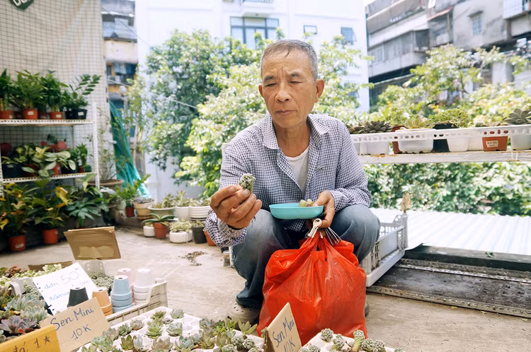 Ông Nguyễn Duy Linh cũng đang tìm cho mình một cây.