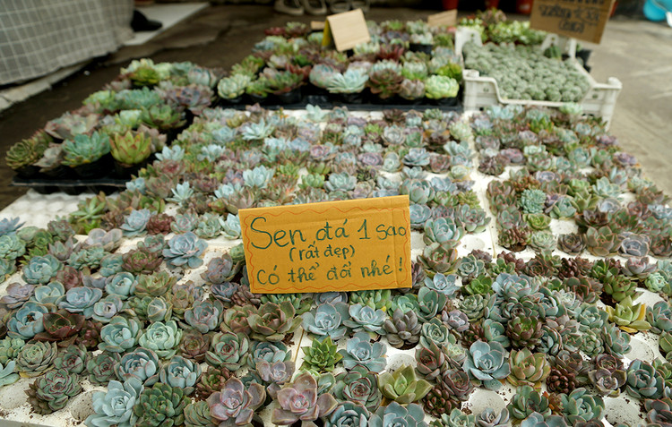 Sau khi nhận sao, sẽ có rất nhiều cây sen đá để các bạn lựa chọn.