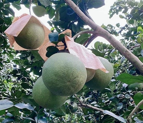 Giá bưởi da xanh giảm từ 3.000 - 5.000 đồng/kg so với hơn 1 tháng trước.
