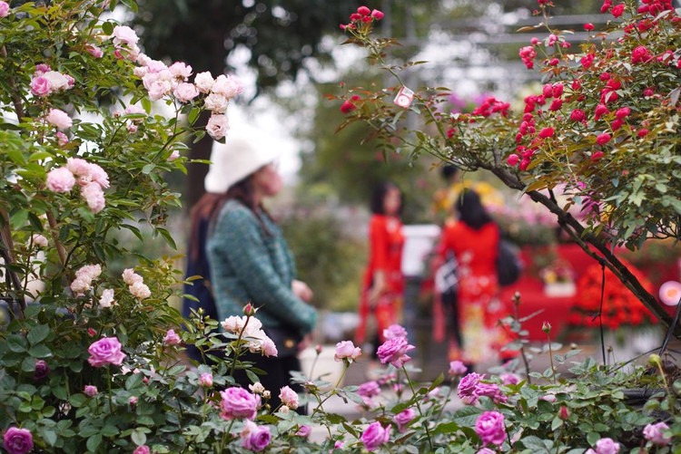 Nhiều loài hoa hồng được mang đến lễ hội.