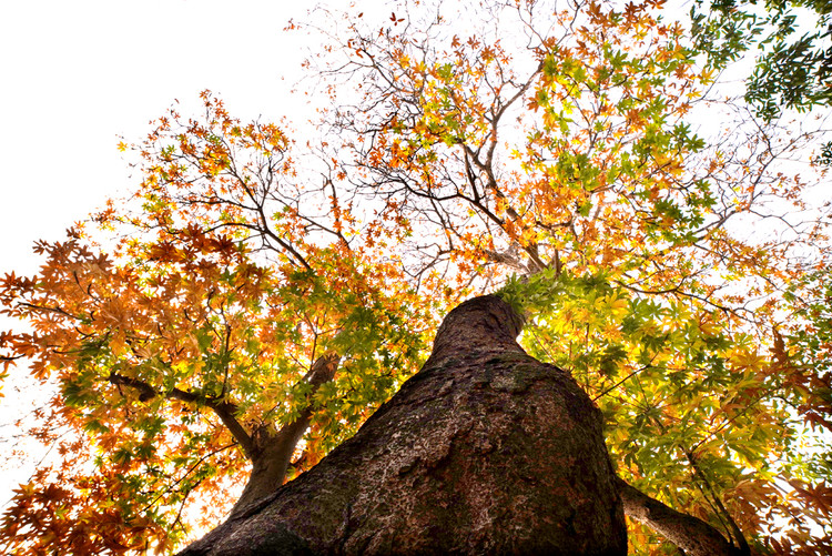 Cây mõ còn có tên gọi là cây mủ trôm.