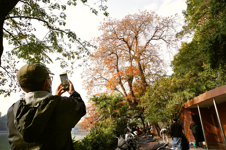 Cây mõ đứng ngay bên cạnh cây lộc vừng bên hồ Hoàn Kiếm, loài cây hoa có dáng cành lá xòe quạt mang màu vàng đỏ với một vẻ đẹp rất riêng.