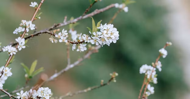Hoa mận ở Mộc Châu mọc từng chùm to, trắng muốt rất riêng. Nguồn ảnh: Hải Dương