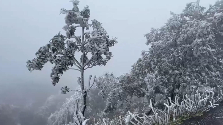 Cả cánh rừng được băng giá bao phủ, tạo nên hiện tượng thiên nhiên kỳ thú.