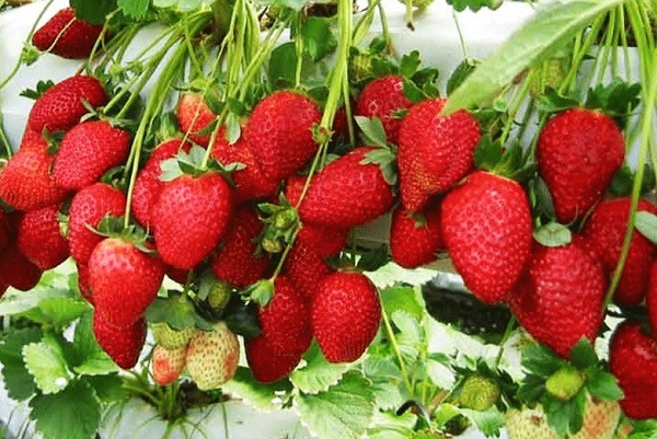Ảnh 2: Dâu tây Đà Lạt.