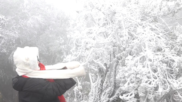 Băng giá phủ dày trên nhiều cành cây tạo ra hình ảnh lạ mắt, độc đáo, hấp dẫn du khách.