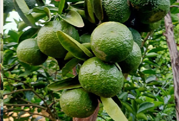 Cam sành rớt giá thảm chỉ còn 2.000 đồng/kg