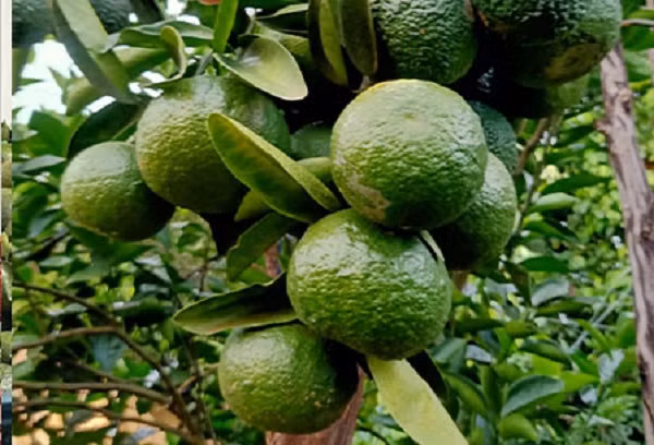 Cam sành rớt giá thảm chỉ còn 2.000 đồng/kg