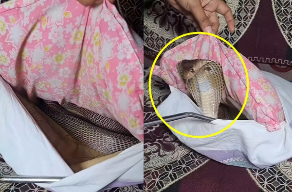 Con rắn hổ mang chúa cực độc ẩn nấp dưới nệm ghế sô pha khiến nhiều người sợ hãi.