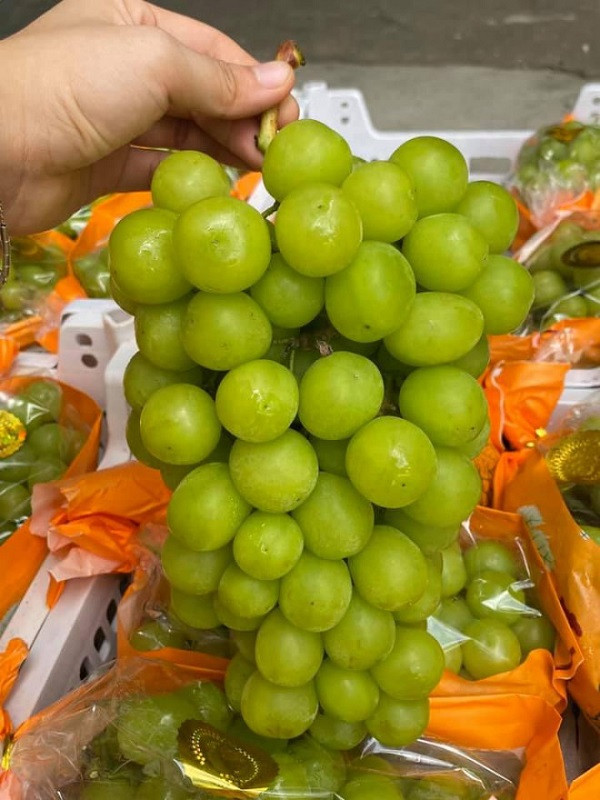 Cục Bảo vệ thực vật cùng với các địa phương tăng cường giám sát chặt chẽ nho Trung Quốc vào Việt Nam. Ảnh: Minh họa