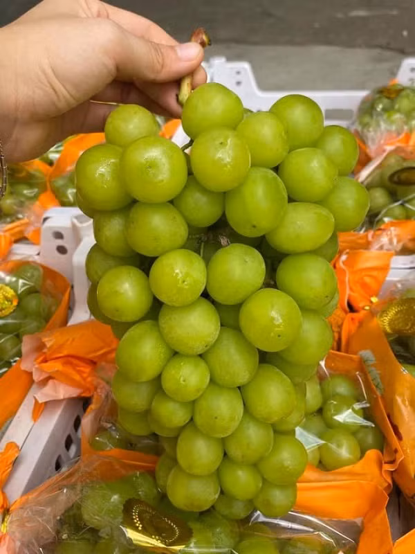 Cục Bảo vệ thực vật cùng với các địa phương tăng cường giám sát chặt chẽ nho Trung Quốc vào Việt Nam. Ảnh: Minh họa