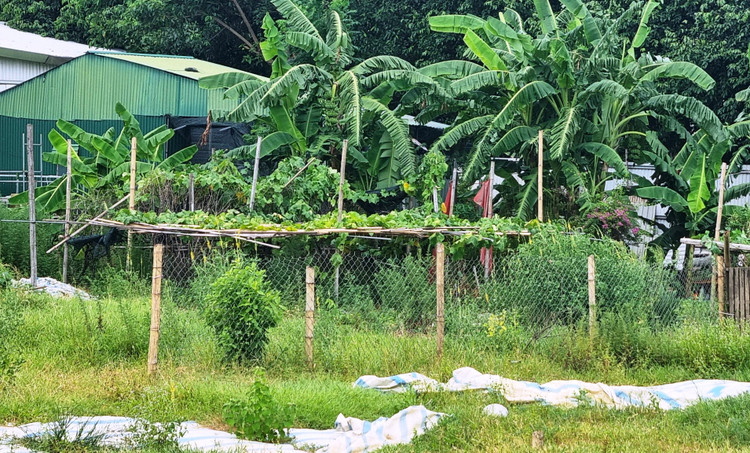 Phía trong dự án, cỏ, cây dại… mọc um tùm.