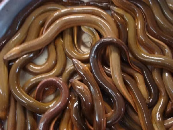 Giá lươn thịt được nông dân bán xô cho thương lái ở mức 86.000 - 90.000 đồng/kg.