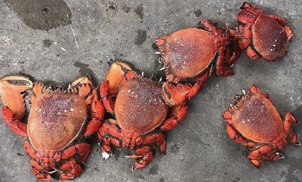 Cua huỳnh đế mini đang được bán tràn lan trên thị trường