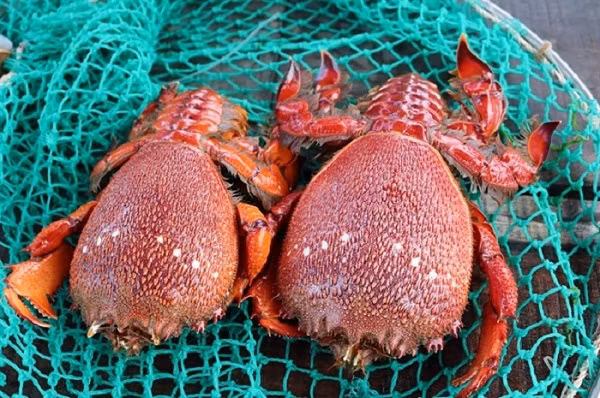 Cần hạn chế hành vi khai thác đánh bắt cua huỳnh đế có trọng lượng nhỏ nhằm bảo vệ và duy trì trữ lượng cho những năm tiếp theo.