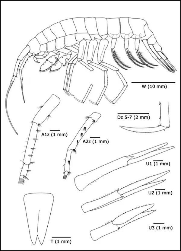 Loài amphipod này thuộc họ Eusiridae.