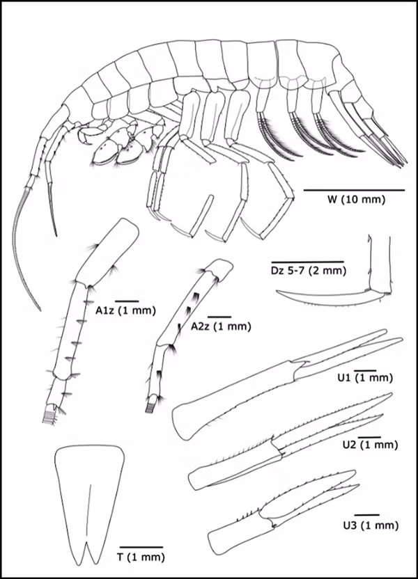Loài amphipod này thuộc họ Eusiridae.