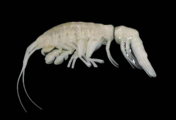 Dulcibella camanchaca, một loài giáp xác chân chèo mới được phát hiện ở rãnh Atacama.