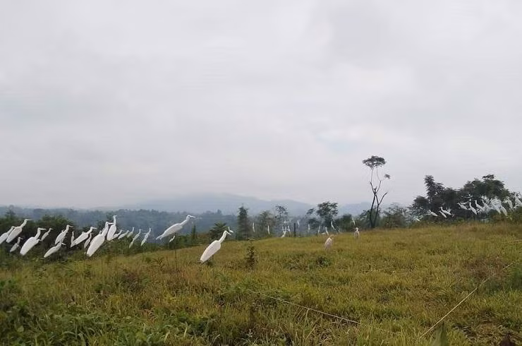 Những con cò giả và lưới được giăng bẫy để bẫy cò, vạc.