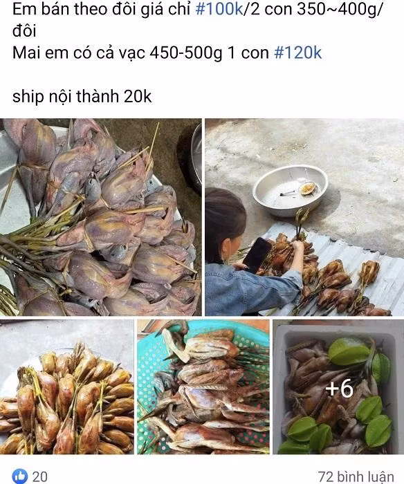 Thịt cò, vạc được rao bán tràn lan trên chợ mạng ảnh 3