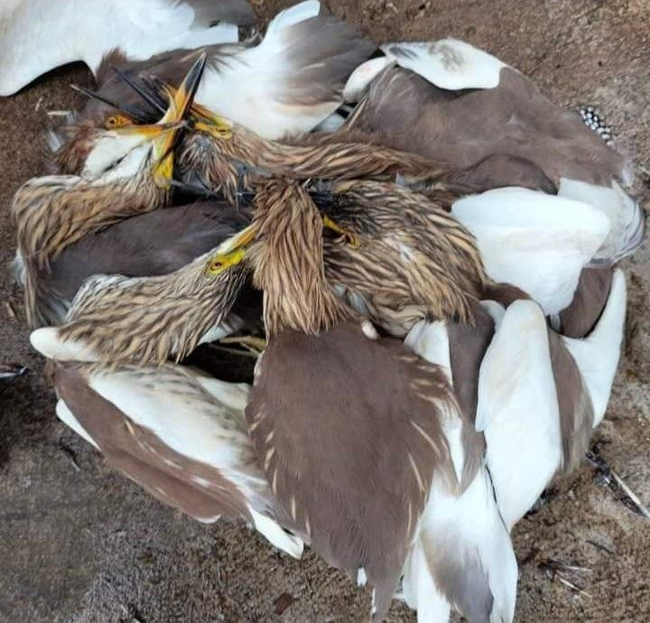 Thịt cò, vạc được rao bán tràn lan trên chợ mạng ảnh 2