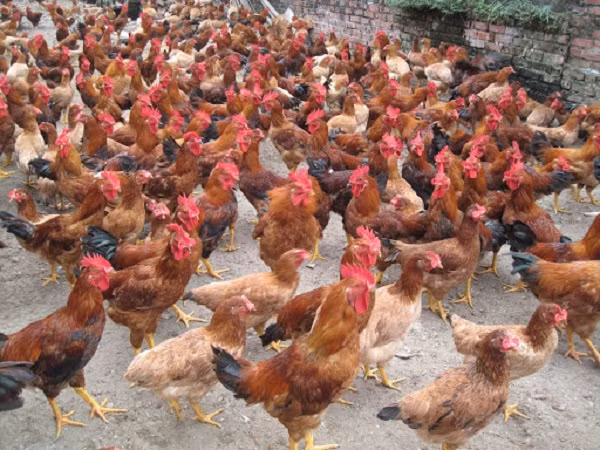 Gà ta thả vườn. Gà ta thả vườn.