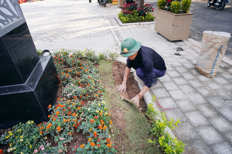 Cũng như trải thảm cỏ bên cạnh các luống hoa bên đường.