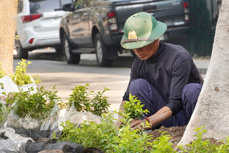Trồng thêm những cây nhỏ xung quanh gốc cây.