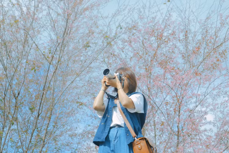 Về Măng Đen mùa xuân “săn” hoa mai anh đào nở. Ảnh: Lan Anh.