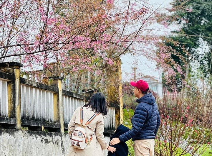 Một gia đình du khách đang ngắm anh đào. Ảnh: Group Măng Đen.