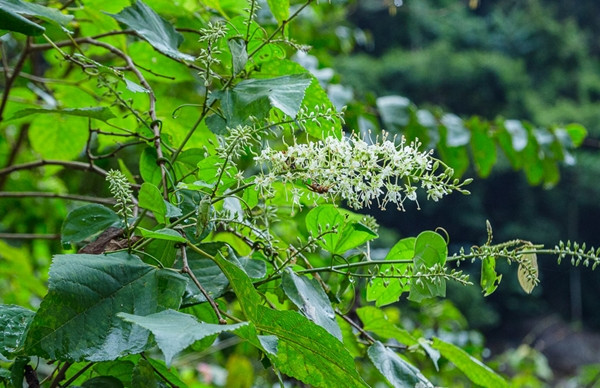 Khám phá loài cây nhìn như