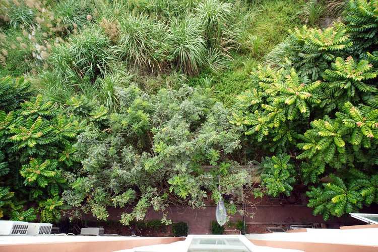 Phần còn lại của khu đất cây cối mọc um tùm. Phần còn lại của khu đất cây cối mọc um tùm.